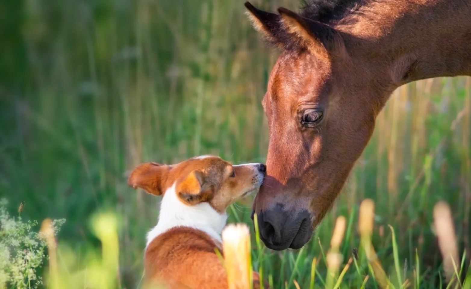 Dog and horse with each other sniffing each others noses